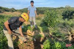 Nhân rộng 25 ha cây mắc ca trên địa bàn Vũ Quang