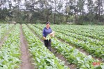 Được mùa, nông dân Hà Tĩnh đẩy mạnh sản xuất củ cải