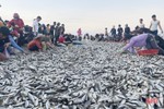 Ngư dân Lộc Hà “trúng đậm” hàng tấn cá đù