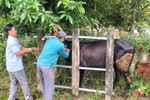 Vũ Quang triển khai tiêm phòng cho hơn 47 nghìn con gia súc