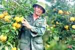 Cam đắt giá, nông dân Vũ Quang phấn khởi “đếm quả, tính tiền”