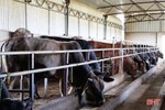 Mục sở thị mô hình nuôi bò “cơ bắp” của nông dân TP Hà Tĩnh