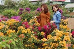 Khởi động sớm thị trường hoa - cây cảnh tết ở Hà Tĩnh