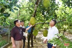 Thay đổi lối nghĩ trồng cây ăn quả... “cho vui” ở Lộc Hà