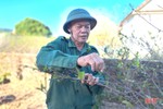 Lão nông tiên phong trồng mai vàng ở “thủ phủ” đào phai Nghi Xuân