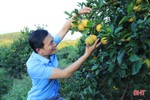 Vườn cam chanh kiểu mẫu của chủ tịch hội nông dân xã ở Hà Tĩnh
