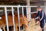 Chống rét cho đàn vật nuôi ở huyện miền núi Vũ Quang