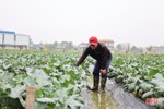 Vượt giá rét, nông dân Hà Tĩnh tập trung chăm sóc rau phục vụ tết