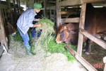 Nông dân Hương Sơn phòng đói, rét cho đàn vật nuôi