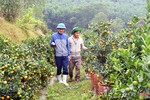 Vườn quất cảnh hơn 1.200 gốc ở huyện miền núi Hà Tĩnh chờ ngày “xuống phố”