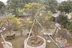 Ngắm cây mai trăm tuổi được rao bán 1 tỷ đồng ở Hà Tĩnh