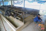 Nhiệt độ giảm sâu, nông dân Hà Tĩnh chủ động phòng đói, rét cho đàn vật nuôi