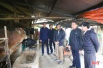 Tập trung khống chế dịch viêm da nổi cục trên trâu, bò ở Lộc Hà