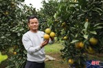 Các nhà vườn ở Can Lộc “hãm cam” chờ tết