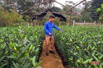 Nam thanh niên ở Nghi Xuân khởi nghiệp thành công từ trồng hoa, cây cảnh