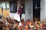 “Thủ phủ” nuôi gà xứ Cẩm tất bật chăm đàn, rộn ràng giao thương dịp tết