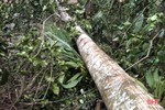 Chặt cây để dựng rạp cưới, 1 thanh niên ở Hương Sơn gặp tai nạn thương tâm