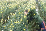 Nông dân xứ Cẩm “thắng lớn" khi trồng hoa trên đất lúa
