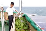 Mướt xanh vườn rau giữa biển khơi của lính hải quân