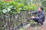 Các nhà vườn Hà Tĩnh sẵn sàng cung ứng cây xanh phục vụ tết trồng cây