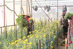 Nông dân Hà Tĩnh phấn khởi xuất bán hoa tươi phục vụ rằm tháng Giêng
