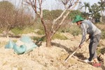 Các chủ vườn ở Hà Tĩnh tất bật “hồi sinh” đào sau tết