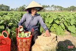Cà dừa đầu mùa giá cao, người dân Thượng Lộc “gặt hái” niềm vui sau tết
