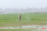 “Mách nước” nhà nông Hà Tĩnh phòng trừ bệnh đạo ôn gây hại lúa xuân