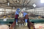 Giá thức ăn chăn nuôi “neo cao”, người dân, doanh nghiệp đều lỗ