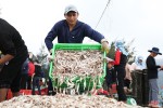 Ngư dân thị xã phía Nam Hà Tĩnh trúng đậm luồng cá cơm