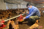 Thợ khoan giếng thành chủ trại gà, thu nhập nửa tỷ đồng mỗi năm