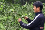 Cam ra hoa đúng thời vụ, nông dân Vũ Quang phấn khởi dưỡng cây