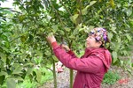 “Đổi đời” nhờ rẽ hướng trồng cam trên đất đồi Thượng Lộc