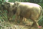 “Trợ thủ” phát hiện voi và nhiều động vật quý hiếm tại Vườn Quốc gia Vũ Quang