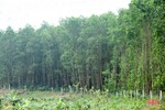 Lợi ích kép từ trồng rừng theo tiêu chuẩn FSC ở vùng thượng Kỳ Anh