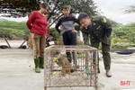 Bàn giao cá thể khỉ vàng quý hiếm cho Vườn Quốc gia Vũ Quang