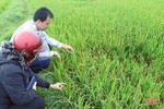 Chuyên gia cảnh báo các dịch bệnh trên đồng ruộng Hà Tĩnh