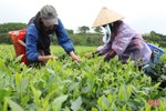 Giá chè búp tăng, người dân Hương Sơn phấn khởi thu hoạch