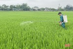 “Mách nước” nhà nông phòng trừ 3 loại bệnh “tấn công” lúa xuân