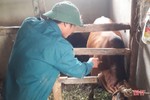 Rốt ráo phòng dịch viêm da nổi cục trên trâu, bò ở Hà Tĩnh