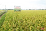 Nhân rộng diện tích canh tác lúa thân thiện với môi trường ở Hà Tĩnh