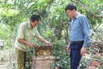 Nghề nuôi ong lấy mật “bén duyên” với nông dân Thạch Hà