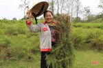 Cây hoang dã cho thu nhập khá trên đất đồi Hương Sơn