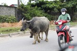 Mất an toàn giao thông vì trâu bò lông nhông trên đường!