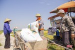 Nông dân Hà Tĩnh hối hả thu hoạch lúa xuân