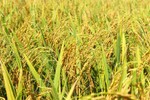 Giống lúa hữu cơ DT39 trên đồng ruộng Vũ Quang có nhiều ưu điểm