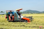 Năng suất lúa vượt trội trên cánh đồng mẫu ở Can Lộc