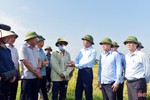 Chủ tịch UBND tỉnh ra công điện đẩy nhanh thu hoạch lúa xuân, triển khai sản xuất vụ hè thu