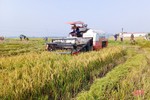 Nông dân Hà Tĩnh tốc lực thu hoạch lúa xuân