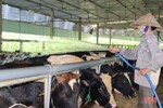 Nắng nóng gay gắt, nông dân Hà Tĩnh tăng cường sức đề kháng cho vật nuôi